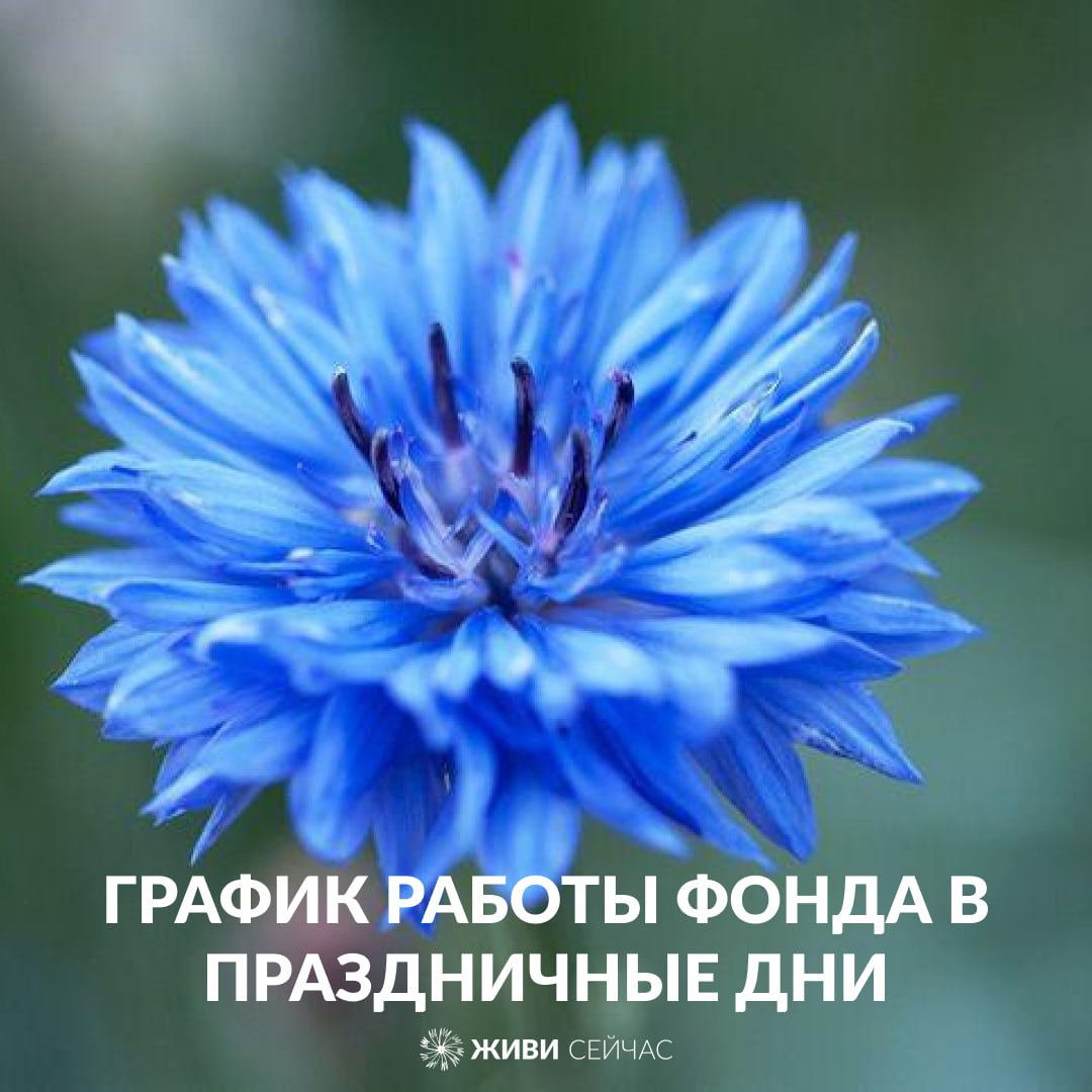 Фонд уходит на каникулы!